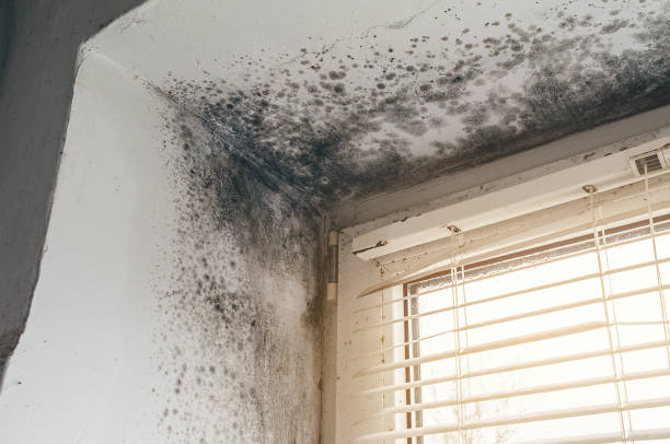 Affordable Hvac And Air Duct Mold Remediation solutions in Flower Mound, TX